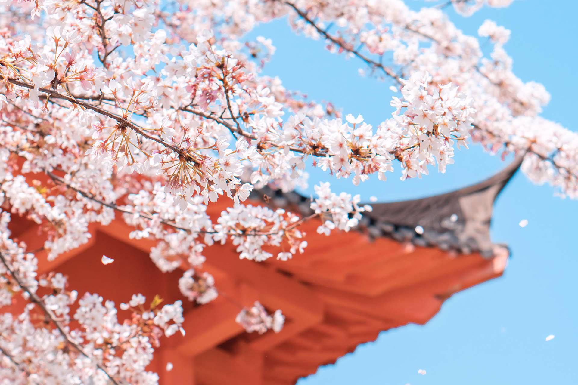 日本櫻花旅遊